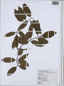 Embelia vestita Roxb., South Asia, South Asia (Asia outside ex-Soviet states and Mongolia) (ASIA) (Taiwan)