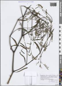 Koenigia divaricata (L.) T.M.Schust. & Reveal, Eastern Europe, Volga-Kama region (E7) (Russia)