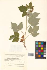 Rubus idaeus subsp. melanolasius Focke, Siberia, Russian Far East (S6) (Russia)