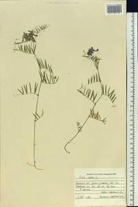 Vicia cracca L., Siberia, Western Siberia (S1) (Russia)