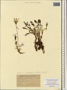 Campanula tridentata subsp. biebersteiniana (Schult.) Ogan., Caucasus, Stavropol Krai, Karachay-Cherkessia & Kabardino-Balkaria (K1b) (Russia)