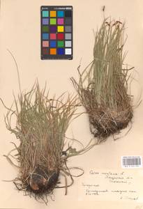 Carex montana L., Eastern Europe, Middle Volga region (E8) (Russia)