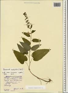Campanula rapunculoides L., Caucasus, North Ossetia, Ingushetia & Chechnya (K1c) (Russia)