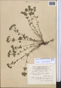 Euphorbia deltobracteata (Prokh.) Prokh., Middle Asia, Kopet Dag, Badkhyz, Small & Great Balkhan (M1) (Turkmenistan)