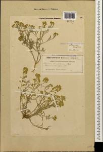 Meniocus linifolius (Stephan ex Willd.) DC., Caucasus, Georgia (K4) (Georgia)