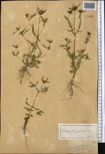 Bidens tripartita L., Middle Asia, Dzungarian Alatau & Tarbagatai (M5) (Kazakhstan)