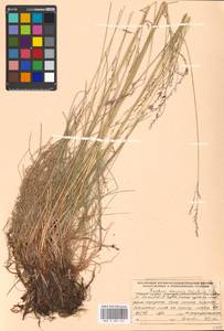 Festuca rubra L., Eastern Europe, Northern region (E1) (Russia)