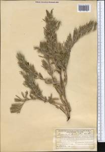 Onosma dichroantha Boiss., Middle Asia, Western Tian Shan & Karatau (M3) (Uzbekistan)