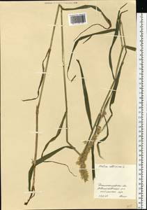 Melica altissima L., Eastern Europe, South Ukrainian region (E12) (Ukraine)