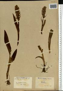 Dactylorhiza incarnata (L.) Soó, Eastern Europe, North Ukrainian region (E11) (Ukraine)