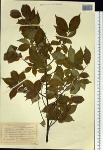 Euonymus verrucosus Scop., Siberia, Russian Far East (S6) (Russia)