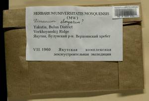 Dicranum elongatum Schleich. ex Schwägr., Bryophytes, Bryophytes - Yakutia (B19) (Russia)
