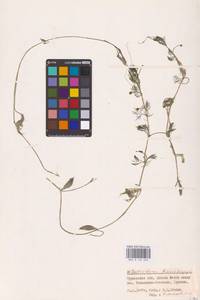 Ranunculus rionii Lagger, Eastern Europe, Lower Volga region (E9) (Russia)
