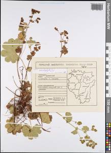 Alchemilla schistophylla Juz., Eastern Europe, Eastern region (E10) (Russia)