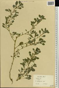Amaranthus albus L., Eastern Europe, Central region (E4) (Russia)