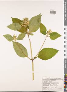 Galeopsis speciosa Mill., Eastern Europe, Central region (E4) (Russia)