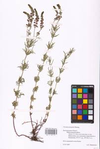 MHA 0 160 271, Veronica austriaca subsp. jacquinii (Baumg.) Watzl, Eastern Europe, Central forest-and-steppe region (E6) (Russia)