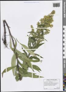 Solidago × niederederi Khek, Eastern Europe, Moscow region (E4a) (Russia)