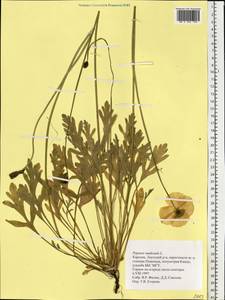 Oreomecon nudicaulis subsp. nudicaulis, Eastern Europe, Northern region (E1) (Russia)