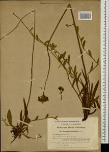 Pilosella auriculoides (Láng) Arv.-Touv., Caucasus, Abkhazia (K4a) (Abkhazia)