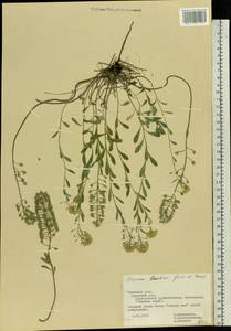 Alyssum gmelinii Jord. & Fourr., Eastern Europe, Central forest-and-steppe region (E6) (Russia)