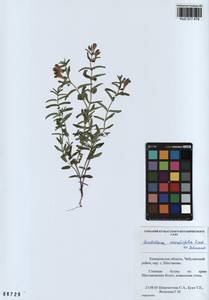 Scutellaria scordiifolia Fisch. ex Schrank, Siberia, Altai & Sayany Mountains (S2) (Russia)