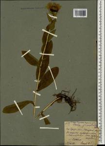 Pentanema orientale (Lam.) D. Gut. Larr., Santos-Vicente, Anderb., E. Rico & M. M. Mart. Ort., Caucasus, Georgia (K4) (Georgia)