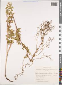 Thalictrum appendiculatum C. A. Mey., Siberia, Western Siberia (S1) (Russia)