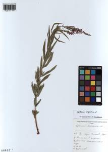 Lythrum virgatum L., Siberia, Altai & Sayany Mountains (S2) (Russia)