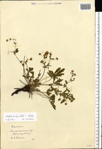 Potentilla humifusa Willd. ex D. F. K. Schltdl., Eastern Europe, South Ukrainian region (E12) (Ukraine)