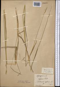 Elymus repens (L.) Gould, Middle Asia, Northern & Central Kazakhstan (M10) (Kazakhstan)