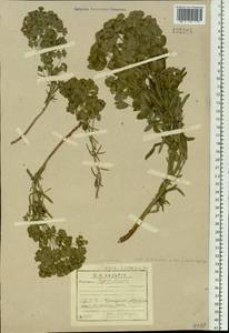 Euphorbia tshuiensis (Prokh.) Serg. ex Krylov, Siberia, Baikal & Transbaikal region (S4) (Russia)