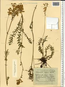 Filipendula vulgaris Moench, Eastern Europe, South Ukrainian region (E12) (Ukraine)