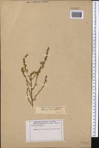 Artemisia marschalliana Spreng., Middle Asia, Karakum (M6) (Turkmenistan)