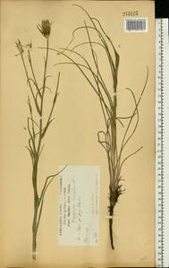 Tragopogon podolicus Besser ex DC., Eastern Europe, Central forest-and-steppe region (E6) (Russia)