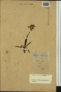 Anacamptis morio (L.) R.M.Bateman, Pridgeon & M.W.Chase, Western Europe (EUR) (Not classified)