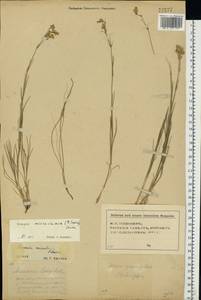 Eremogone saxatilis (L.) Ikonn., Eastern Europe, Central forest-and-steppe region (E6) (Russia)