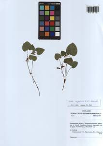 Viola rupestris F. W. Schmidt, Siberia, Altai & Sayany Mountains (S2) (Russia)