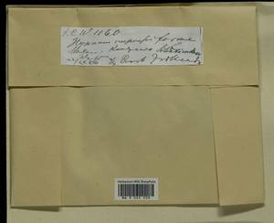 Hypnum cupressiforme Hedw., Bryophytes, Bryophytes - Moscow City & Moscow Oblast (B6a) (Russia)