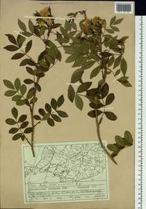 Rosa maximowicziana Regel, Siberia, Russian Far East (S6) (Russia)