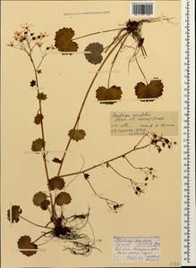 Saxifraga rotundifolia subsp. rotundifolia, Caucasus, North Ossetia, Ingushetia & Chechnya (K1c) (Russia)