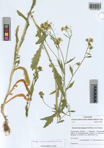 KUZ 005 069, Rorippa anceps (Wahlenb.) Rchb., Siberia, Altai & Sayany Mountains (S2) (Russia)