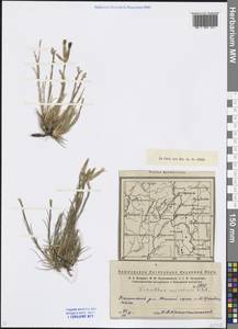 Dianthus acicularis Fisch. ex Ledeb., Eastern Europe, Eastern region (E10) (Russia)