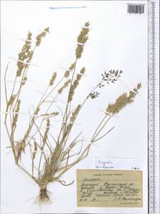 Eragrostis, Middle Asia, Western Tian Shan & Karatau (M3) (Kyrgyzstan)