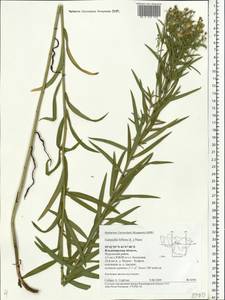 Galatella biflora (L.) Nees, Eastern Europe, Central region (E4) (Russia)