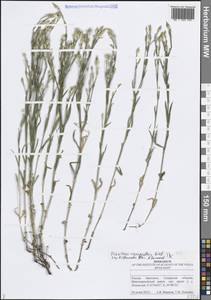 Dianthus campestris M.Bieb., Eastern Europe, Middle Volga region (E8) (Russia)