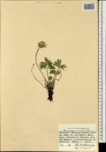 Anemonastrum narcissiflorum subsp. crinitum (Juz.) Raus, Mongolia (MONG) (Mongolia)