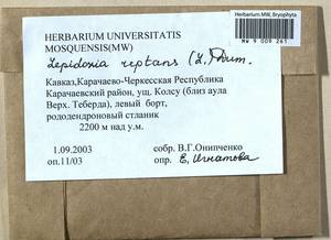 Lepidozia reptans (L.) Dumort., Bryophytes, Bryophytes - North Caucasus & Ciscaucasia (B12) (Russia)
