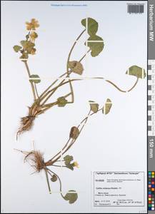 Caltha palustris var. sibirica Regel, Siberia, Central Siberia (S3) (Russia)