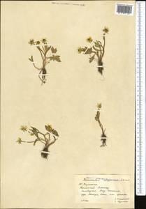 Ranunculus sewerzowii Regel, Middle Asia, Western Tian Shan & Karatau (M3) (Kazakhstan)
